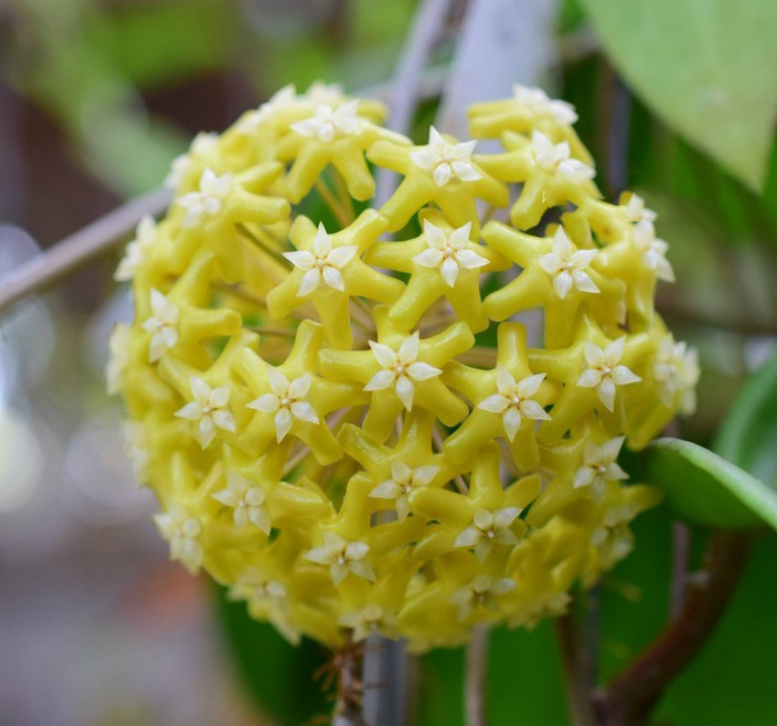 Hoya pentaphlebia - Kokulu mum çiçeği 30-50 cm boyda mini saksıda köklü.Güçlü sürgünlü (kod:new162b)