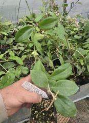 Hoya pentaphlebia - Kokulu mum çiçeği 30-50 cm boyda mini saksıda köklü.Güçlü sürgünlü (kod:new162b)