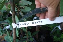 Kod:man01 Aşılı mango - mango keitt (2-3 yıl içerisinde meyve alınabilir)