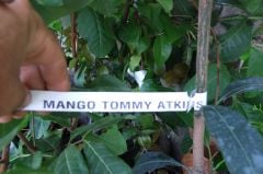 Kod:man03Aşılı mango - mango tommy atkins (2-3 yıl içerisinde meyve alınabilir)