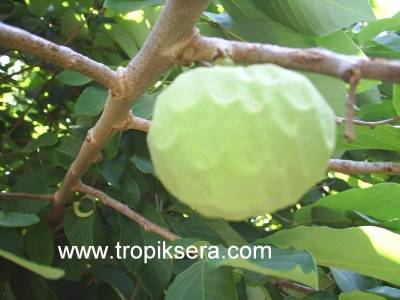 Kod:che02 Cherimoya  (100 - 120cm boyda)