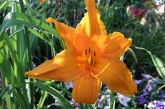 Kod:hem55 Hemerocallis 'Golden Prize' Daylily Hardy Perennial (Çiçek açabilecek sağlıklı 1adet rizom)