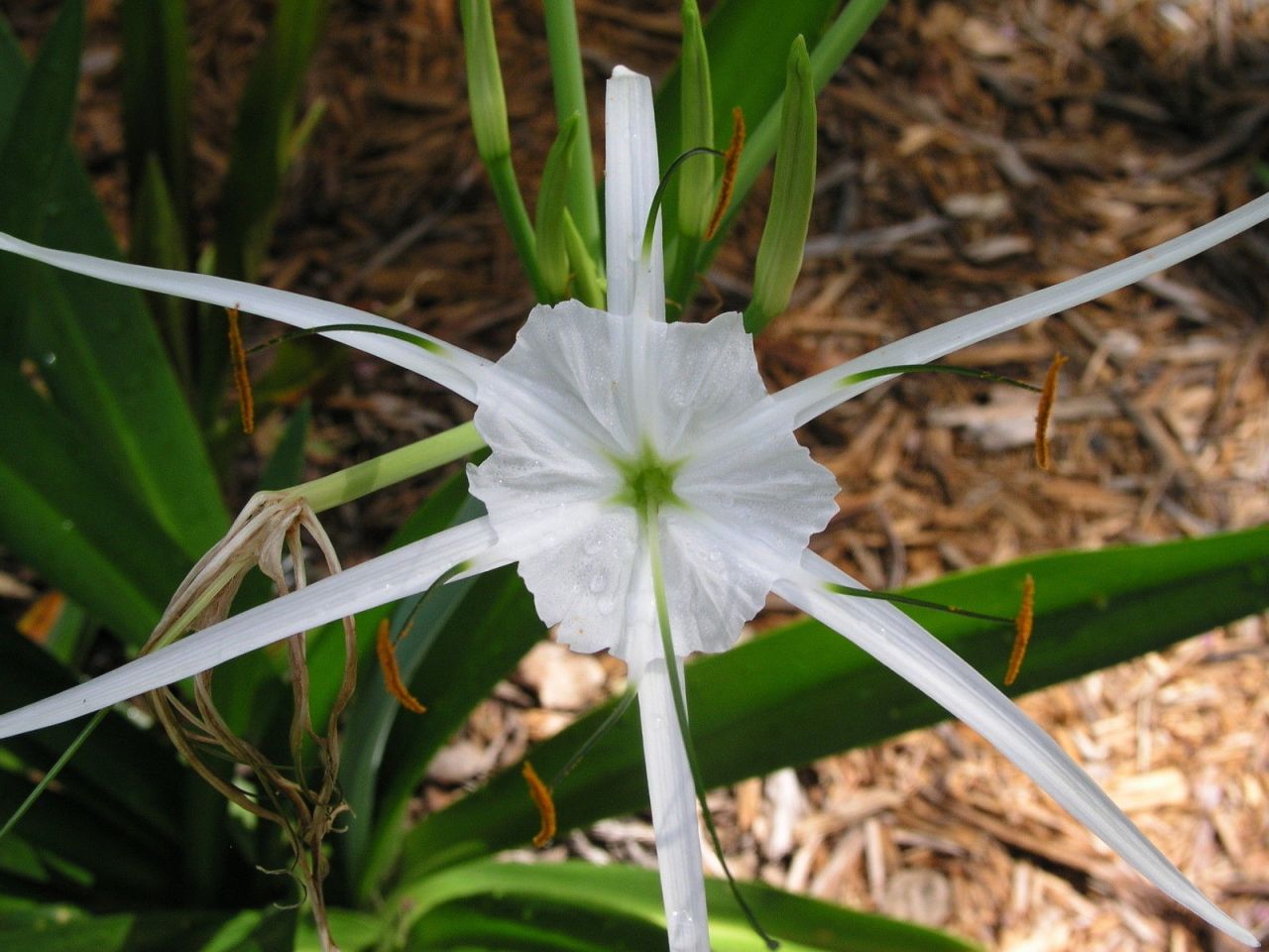Kod:amary06 Beyaz örümcek amaryllis - Pancratium zeylanicum spider white lily (büyük soğan)