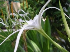 Kod:amary06 Beyaz örümcek amaryllis - Pancratium zeylanicum spider white lily (büyük soğan)