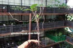 Kod:mili17 Euphorbia geroldii ‘Thornless Crown of Thorns’ - Dikensiz euhporbia milii