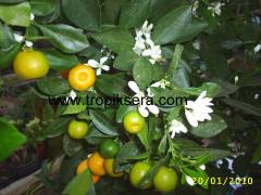 Kod:na60 üzeri meyveli Calamondin,Citrus madurensis (5 Yaş)