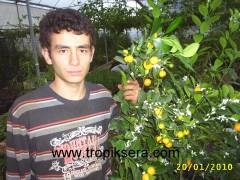 Kod:na60 üzeri meyveli Calamondin,Citrus madurensis (5 Yaş)