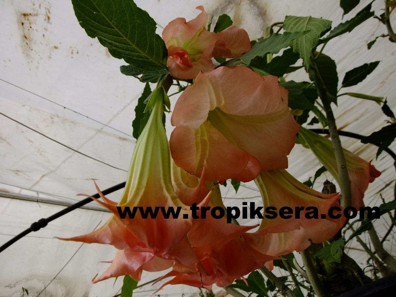 Kod:br05 Büyük ve gelişmiş yoğun kokulu, Meleklerin boruları(pembe) -  brugmansia sp, Angels trumpet, 5 yaşında