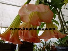 Kod:br05 Büyük ve gelişmiş yoğun kokulu, Meleklerin boruları(pembe) -  brugmansia sp, Angels trumpet, 5 yaşında