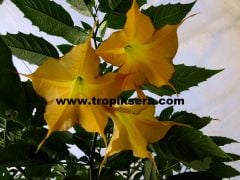 Kod:br06 Büyük ve gelişmiş yoğun kokulu, Meleklerin boruları(turuncu) -  brugmansia sp, Angels trumpet, 5 yaşında