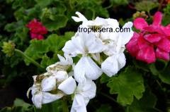 Kod:sar02 normal beyaz sardunya (saksıda canlı ve çiçekli)