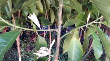 Kod:prf03  Parfüm ağacı (orta boy) - michelia alba, perfume tree (130 - 180 cm arası boyda) Saksıda Canlı resimdeki gibi tomurcuklu, Mayıs'dan aralık ayına kadar parfüm kokulu çiçekler açar. (Az sayıda geldi çabuk tükenir.)