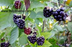 Kod:bog01 boysan berry (kokulu tatlı, iri böğürtlen) 30-50 cm boyda