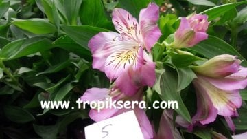 Kod:als05 Alstroemeria - inka zambağı Renk (5) saksıda tomurcuklu. resimde görülen renk.