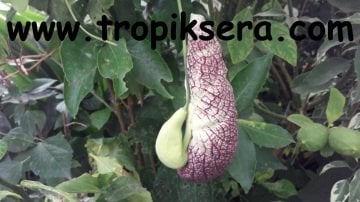 Kod:pi01 Pipo Pelikan sarmaşığı - Aristolochia elegans:, saksıda 50 -100 cm arası boyda.