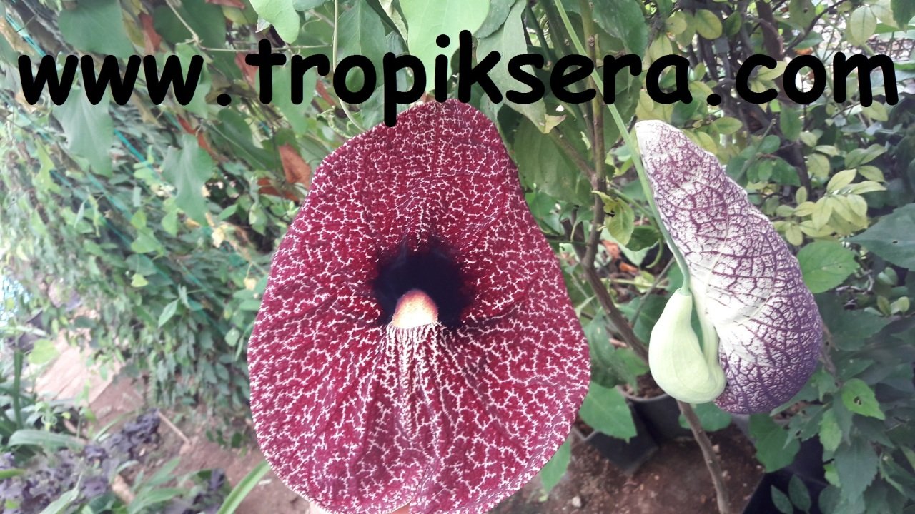 Kod:pi01 Pipo Pelikan sarmaşığı - Aristolochia elegans:, saksıda 50 -100 cm arası boyda.