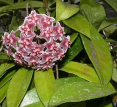 Hoya pubicalyx ''Silver Pink'') - Kokulu mum çiçeği 20 - 30 cm boyda orta boy, güçlü sürgünlü, saksıda köklü gelişmekte (Kod: 25)