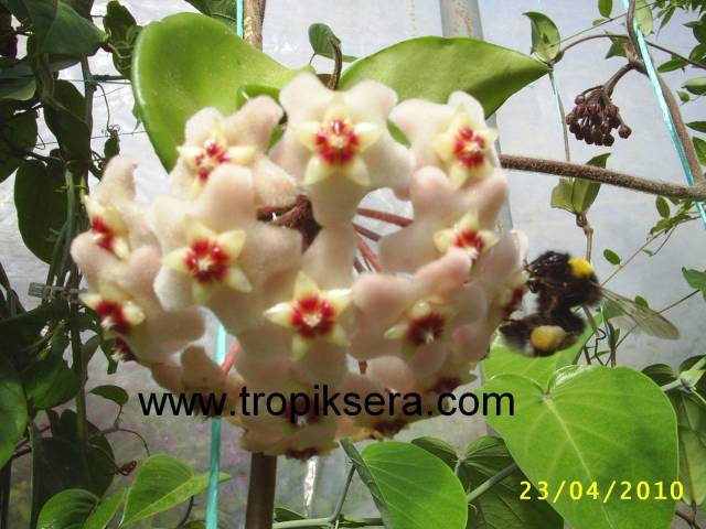 Hoya carnosa Crinkle Kokulu mum çiçeği  10-20 cm boyda mini saksıda köklü.Güçlü sürgünlü (kod:mum01c)