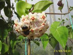 Hoya carnosa Crinkle Kokulu mum çiçeği  10-20 cm boyda mini saksıda köklü.Güçlü sürgünlü (kod:mum01c)