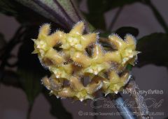 Hoya erythrina Kokulu mum çiçeği  10-20 cm boyda mini saksıda köklü.Güçlü sürgünlü (kod:mum20c)