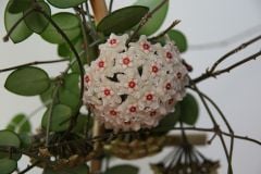 Hoya cv. chouke, Kokulu mum çiçeği  10-20 cm boyda mini saksıda köklü.Güçlü sürgünlü (kod:mum21c)