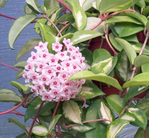 Hoya carnosa tricolor Kokulu mum çiçeği  10-20 cm boyda mini saksıda köklü.Güçlü sürgünlü (kod:mum24c)