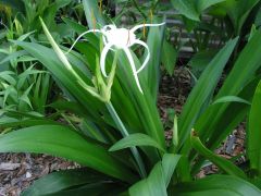 Kod:amary05 Beyaz örümcek amaryllis - Pancratium zeylanicum spider white lily (orta büyüklükte soğan)