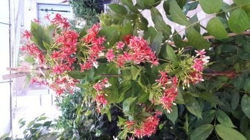 kod:qui05 Yoğun kokulu  Bindallı sarmaşığı - çiçeği duble katmerli. (Quisqualis indica) (orta boy 120 - 180 cm arası boyda)
