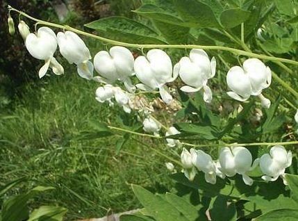 Kod:dic02 beyaz ağlayan kalpler (beyaz kız kalbi) Dicentra spectabilis Alba 'Bleeding Heart' White Hardy Perennial (Saksıda çiçekli)  Büyük boy, şu sıralar çiçekli