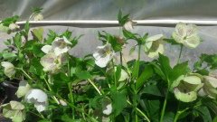 Kod:hel01 Hellebore 'Lenten Rose' Hardy Perennial (çiçek açacak sağlıklı 1adet rizom)