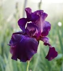 Kod:ir04  Iris tall bearded germanica Superstition Perennial  (sağlıklı 1adet rizom)