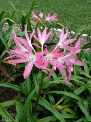 kod:cr115 Örümcek pembe Crinum amaryllis - Crinum 'Hannibal's Dwarf', dwarf spider crinum lily (sağlıklı 1 adet büyük soğan)