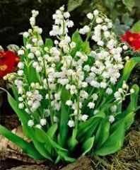 Kod:Müge01 Lily of the Valley - 'Convallaria Majalis (Yoğun kokulu çiçek açabilecek büyüklükte 10 ayrı kök rizom olan saksı içerisinde canlı ve sağlıklı) Toptan fiyatına