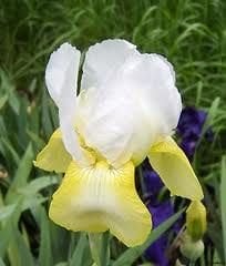 Kod:ir08 Iris germanica Pinnacle perennial (sağlıklı 1adet rizom)