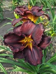 Kod:hem02 Hemerocallis 'Black Stockings' Daylily Hardy Perennial (Çiçek açabilecek sağlıklı 1adet rizom)