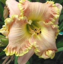 Kod:hem03 Hemerocallis Darla Anita daylily Perennial (Çiçek açabilecek sağlıklı 1adet rizom)