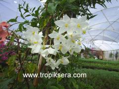 Kod:y84 solanum yasemin, Solanum Jasminoides (4 yaş 80 - 120 cm boy)