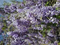 Kod:mor02  beyaz/ açık Mor çift renk Salkım (Wisteria sinensis) 80-120 cm arası boylarda, 5 yaşında.