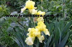 Kod:irs01 IRIS GERMENIACA (october sun - yogun kokulu sarı) rizom şeklinde. 50-75 cm boyda çiçeklenir, ilk bahar ve sonbaharda  çiçeklenir.