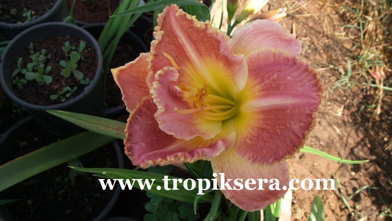 Kod:hem07 Hemerocallis 'Susan Pritchard Petite' Daylily Hardy Perennial (Çiçek açabilecek sağlıklı 1adet rizom)