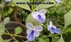 Kod:mk02  Mavi Kelebek Çiçeği (Clerodendrum ugandense)  (canlı ve sağlıklı 10 - 20 cm boyda)