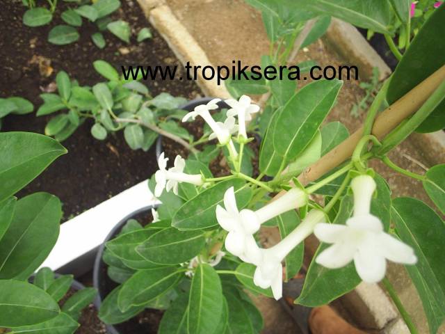 Kod:y127 Madagaskar yasemin,Madagascar jasmine, Stephanotis floribunda ( yeni üretim 20 - 40 cm arası boyda)