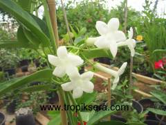 Kod:y127 Madagaskar yasemin,Madagascar jasmine, Stephanotis floribunda ( yeni üretim 20 - 40 cm arası boyda)