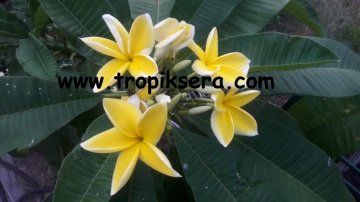 Kod:plu007 Yoğun kokulu Aşılı Plumeria koyu sarı renk  (50 cm boyda )