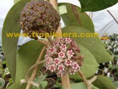 Hoya Sp. EPC-204 - sümbül kokulu mum çiçeği 2 yaprak toprak da köklü ve sürgünlü (kod:new01a)