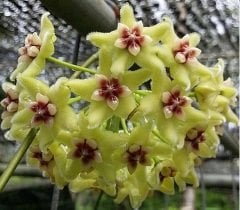 Hoya alagensis - Kokulu mum çiçeği 2 yaprak toprak da köklü ve sürgünlü (kod:new02a)