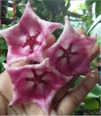 Hoya archboldiana pink - Kokulu mum çiçeği 2 yaprak toprak da köklü ve sürgünlü (kod:new04a)