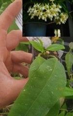 Hoya multiflora sv. 406 -  mum çiçeği 2 yaprak toprak da köklü ve sürgünlü (kod:new06a)