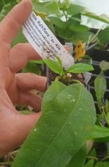 Hoya multiflora sv. 406 -  mum çiçeği 2 yaprak toprak da köklü ve sürgünlü (kod:new06a)