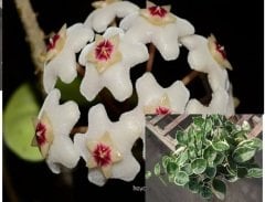 Hoya carnosa chelsea variegata - Kokulu mum çiçeği 2 yaprak toprak da köklü ve sürgunlu (kod:new09a)